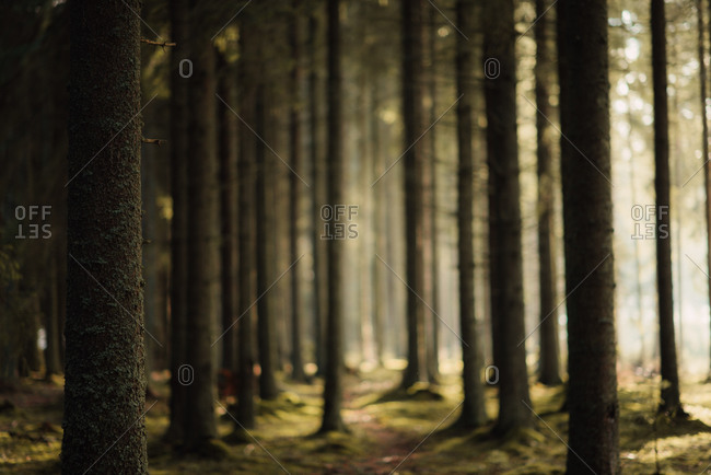 Selective focus of trees in a dense forest