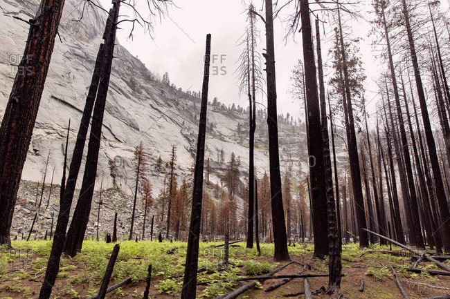 Trunks of burnt trees at the base of a mountain