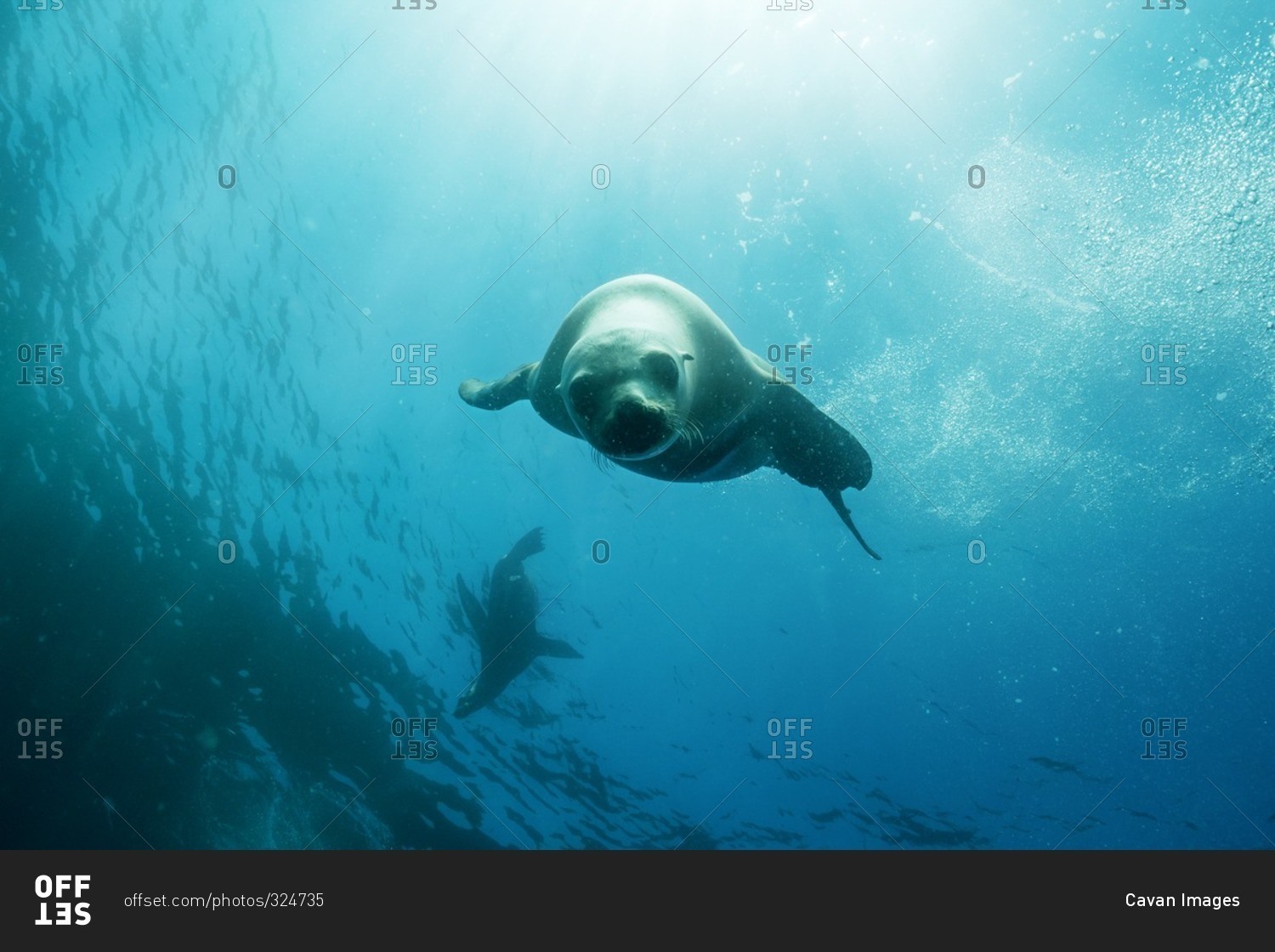 Seal swimming underwater in a blue sea stock photo OFFSET