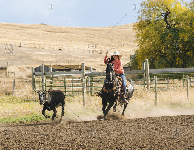 Woman chasing cattle at rodeo stock photo - OFFSET