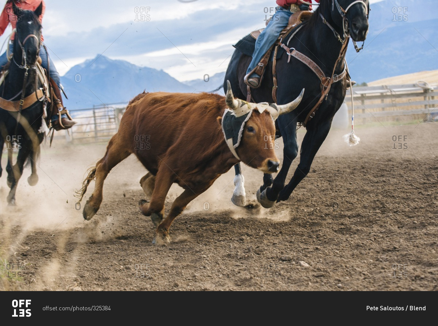Herders chasing cattle at rodeo