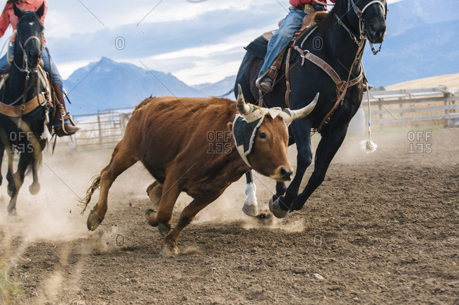 Herders chasing cattle at rodeo
