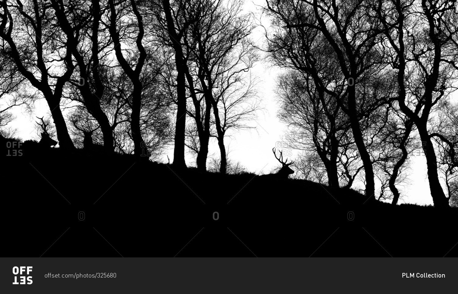 Deer silhouetted on a hill