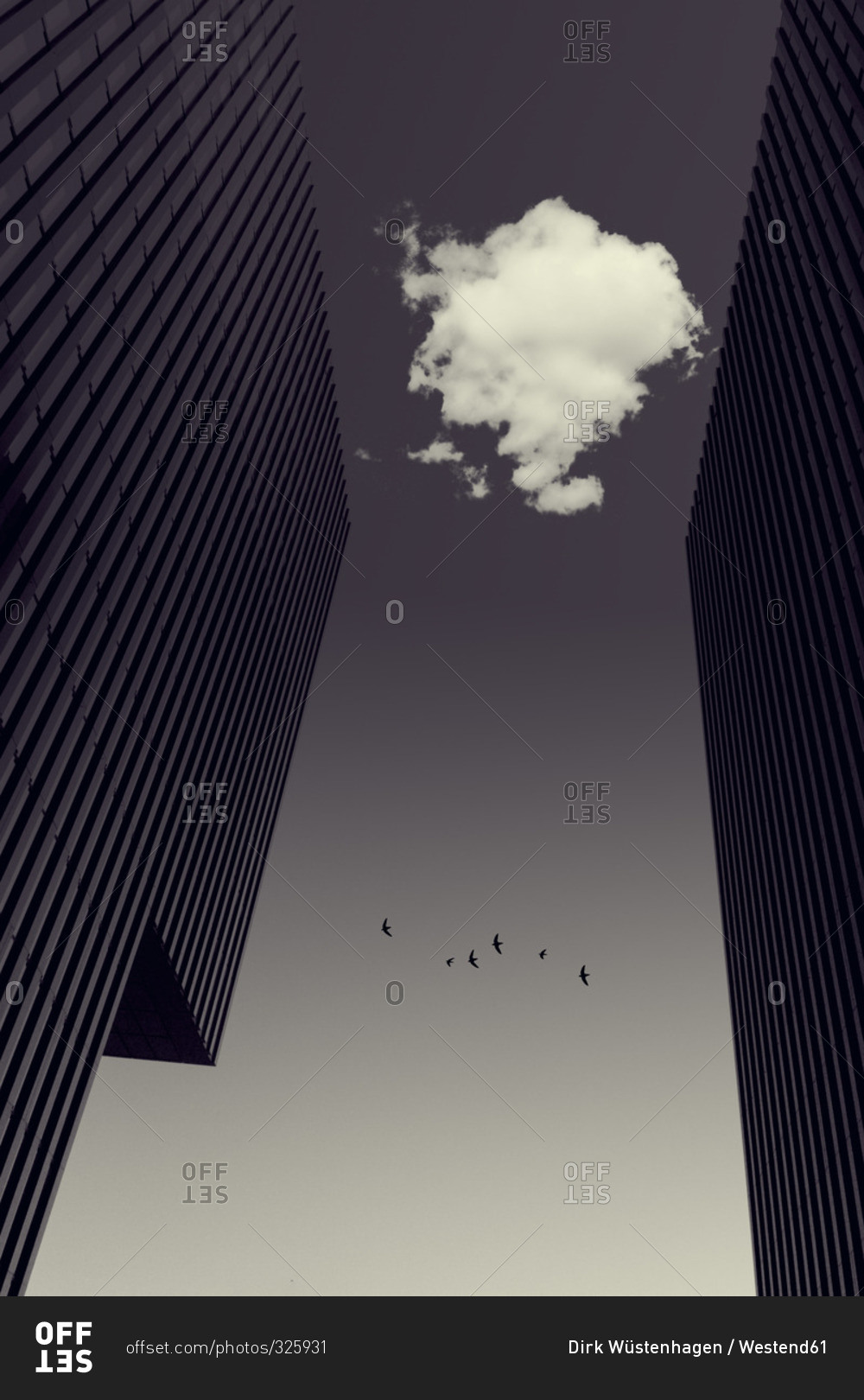 Cloud between office towers and flying birds