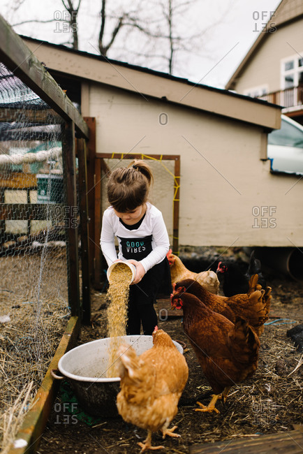 Young girl pouring feed into bowl for chickens