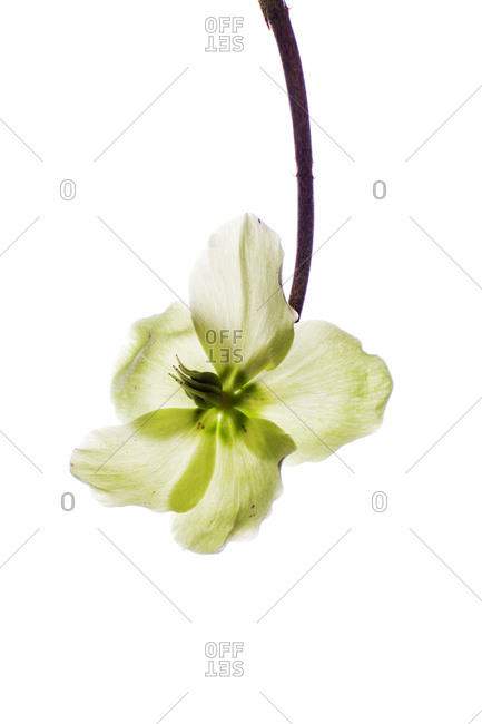 Translucent white and green flower blossom