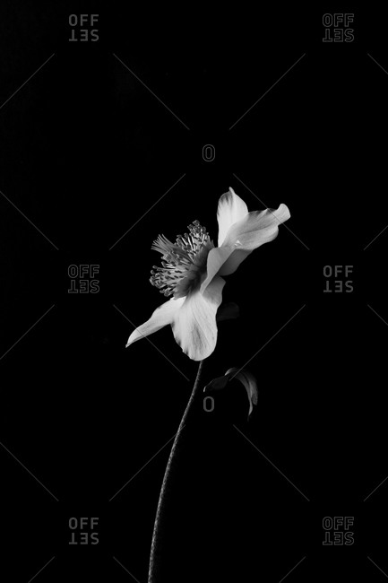 Single flower on a black background stock photo - OFFSET