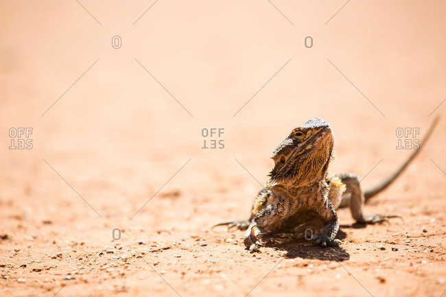 A bearded dragon in desert
