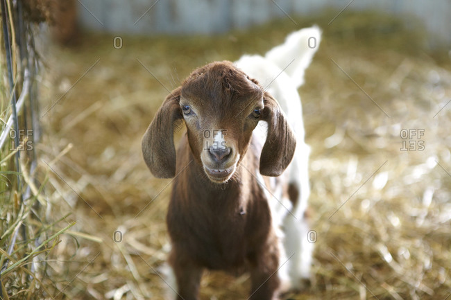 Baby goat in a barn