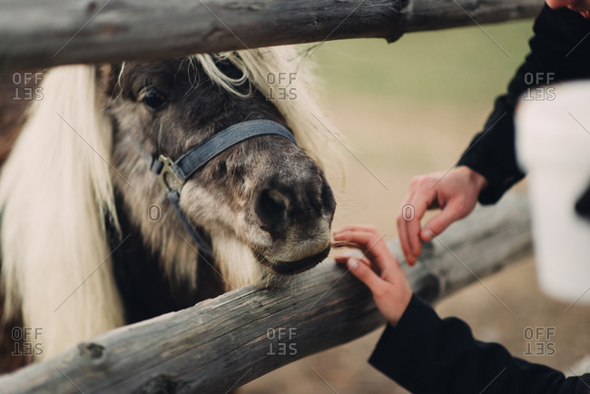Hands of a couple looking at a pony through a wooden fence