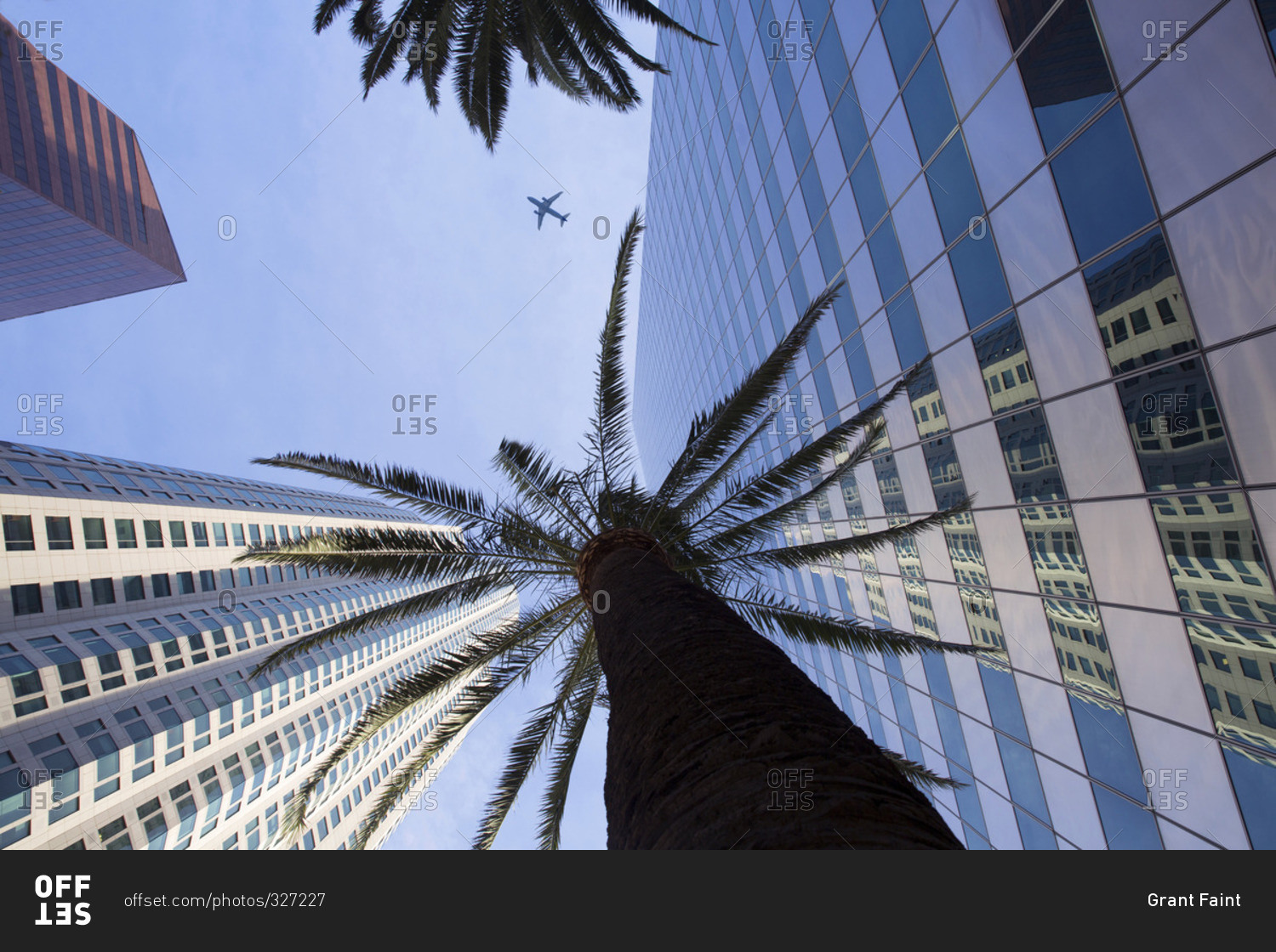 Palm tree and office buildings in Downtown Los Angeles