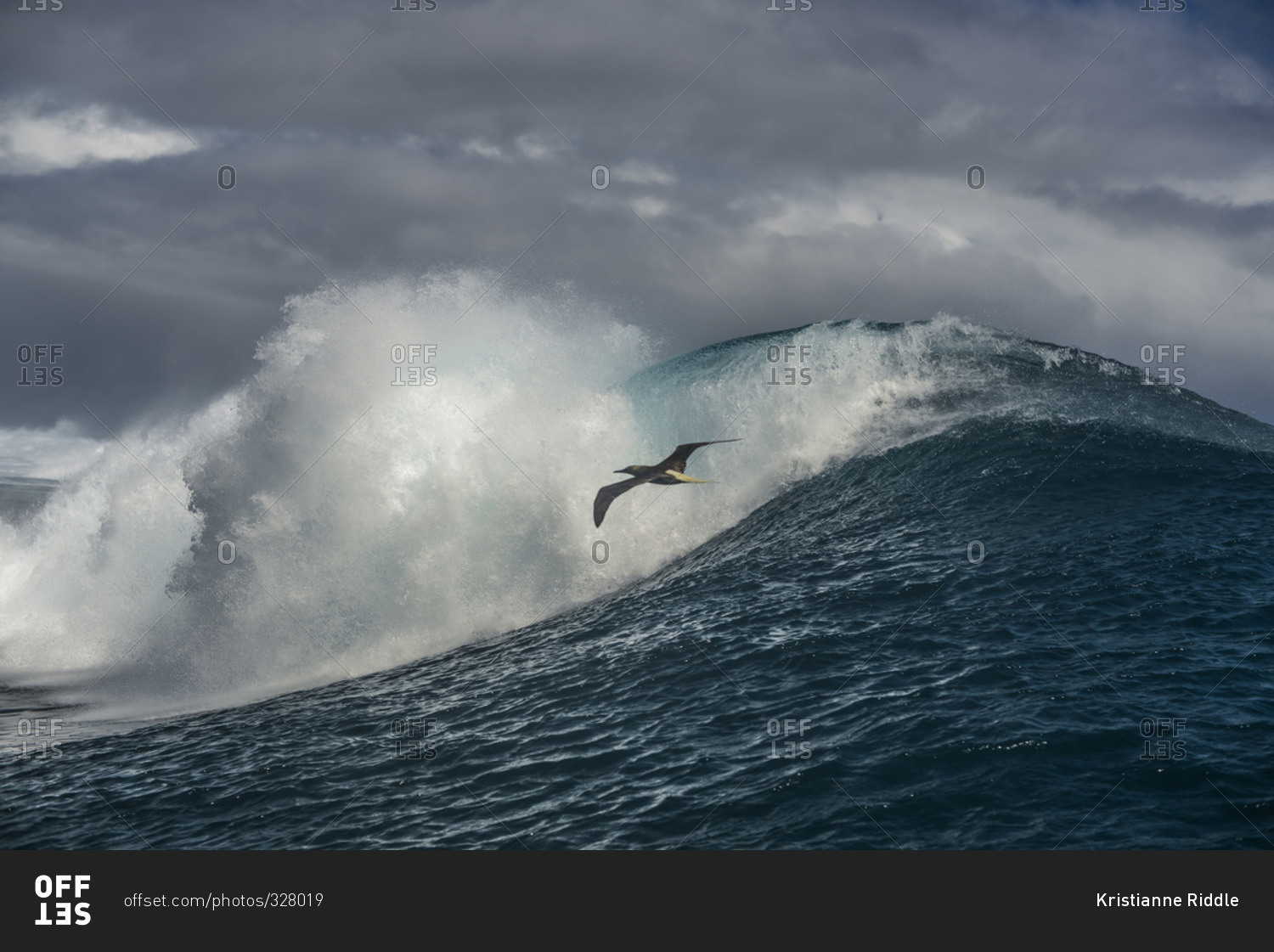 Bird flying above a breaking wave in the Pacific Ocean by Moorea Island, French Polynesia