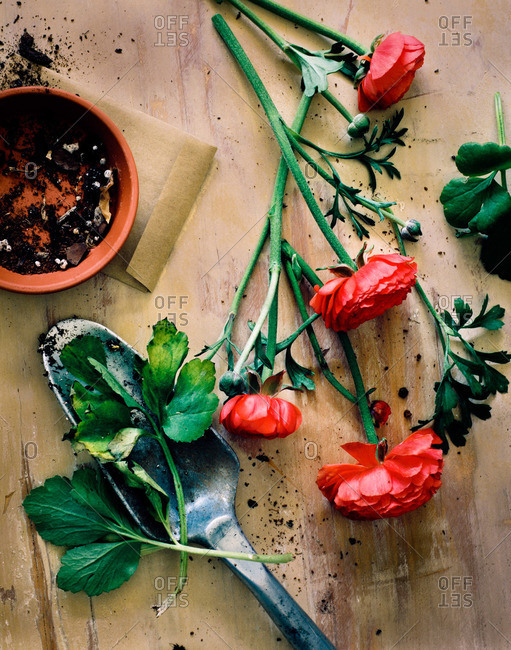 Cut flowers and gardening items