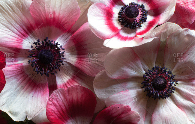 Close up of flower bunch