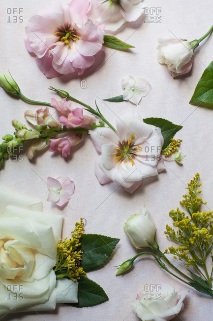 Various flower blossoms on white background