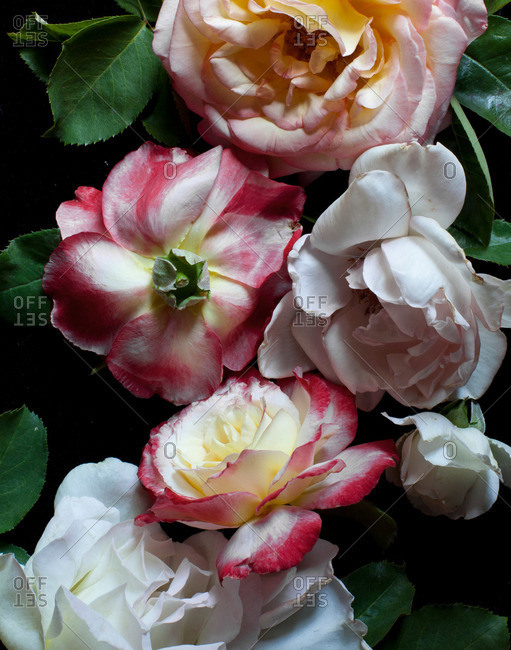 Close up of flower heads
