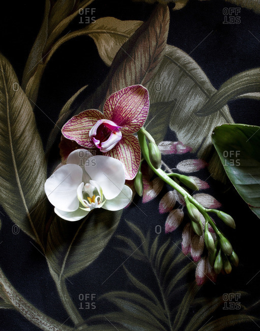 Orchid flowers in bloom