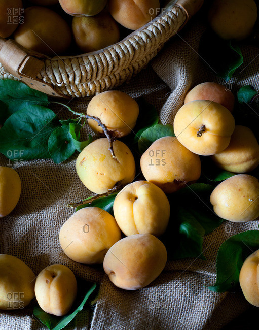 An abundance of apricots