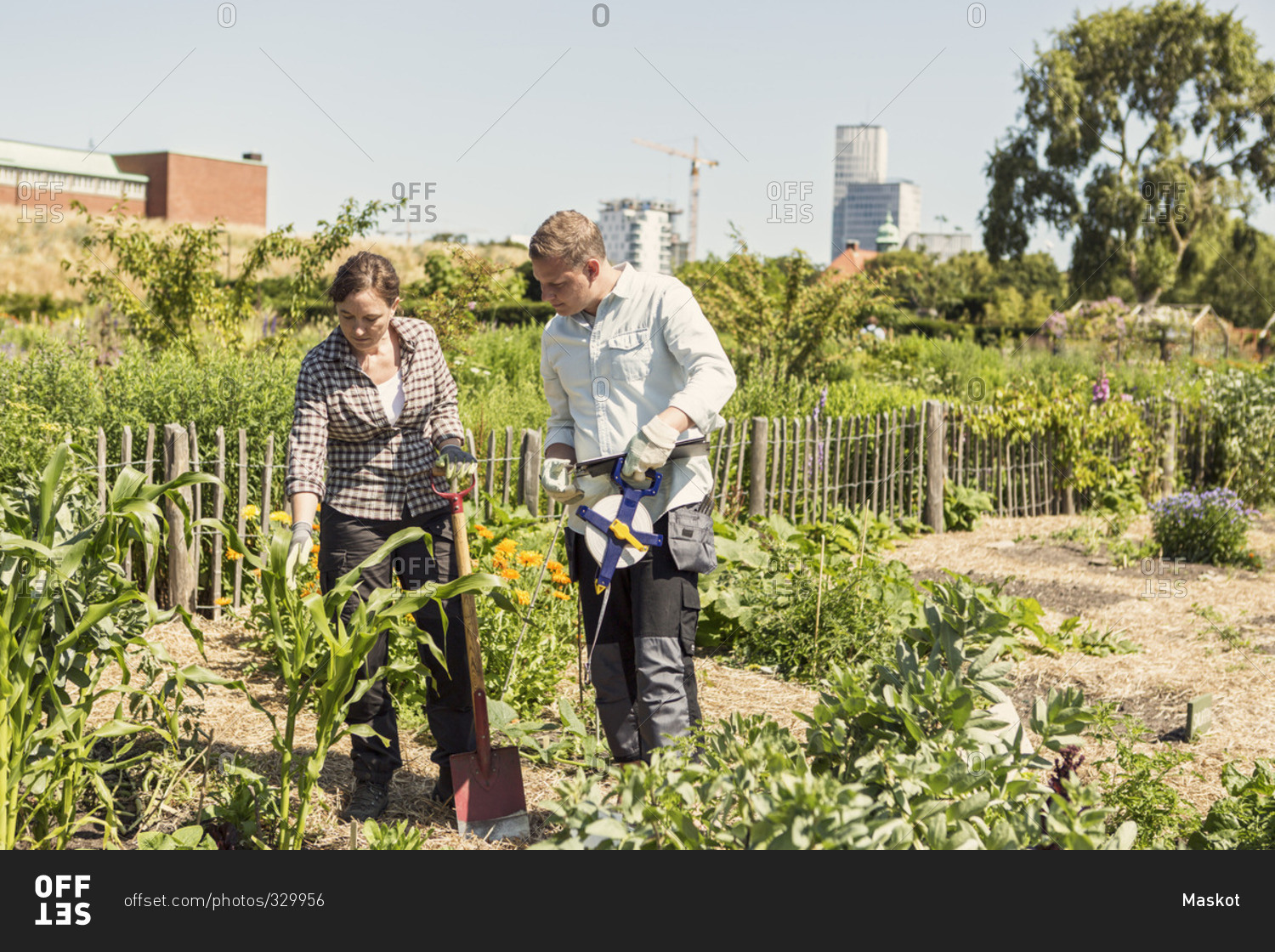 Couple examining plants at community garden