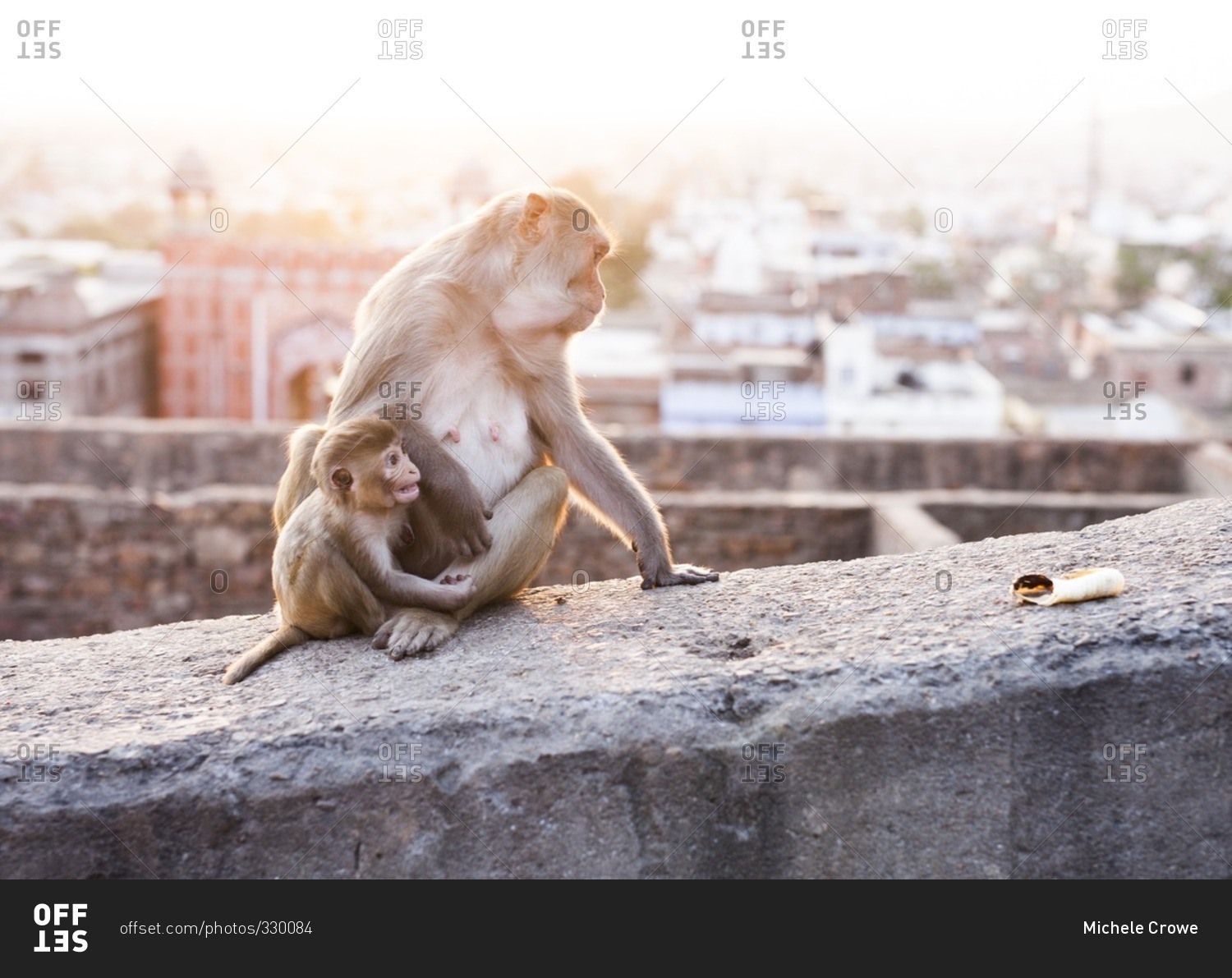 The Monkey Temple in Jaipur, India