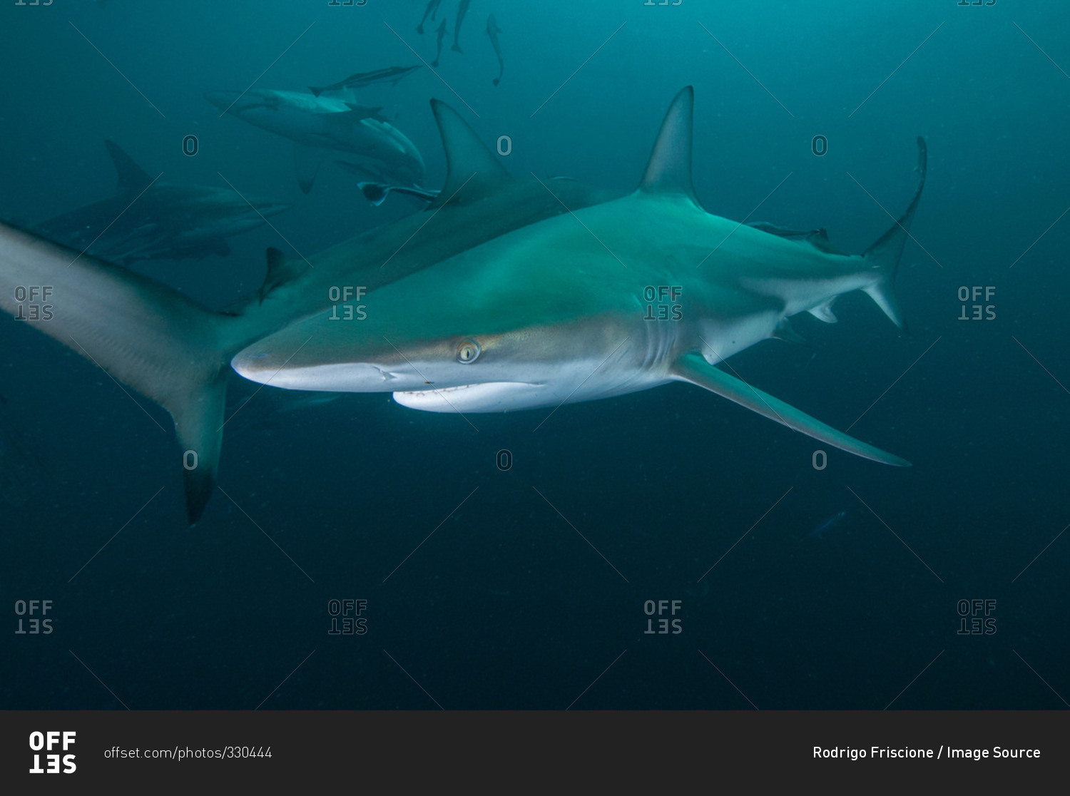 Underwater side view of oceanic black tip shark, Aliwal Shoal, Durban, South Africa