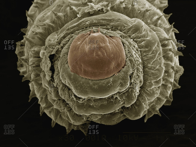 SEM of larva of human botfly (Hematobia Irritans)