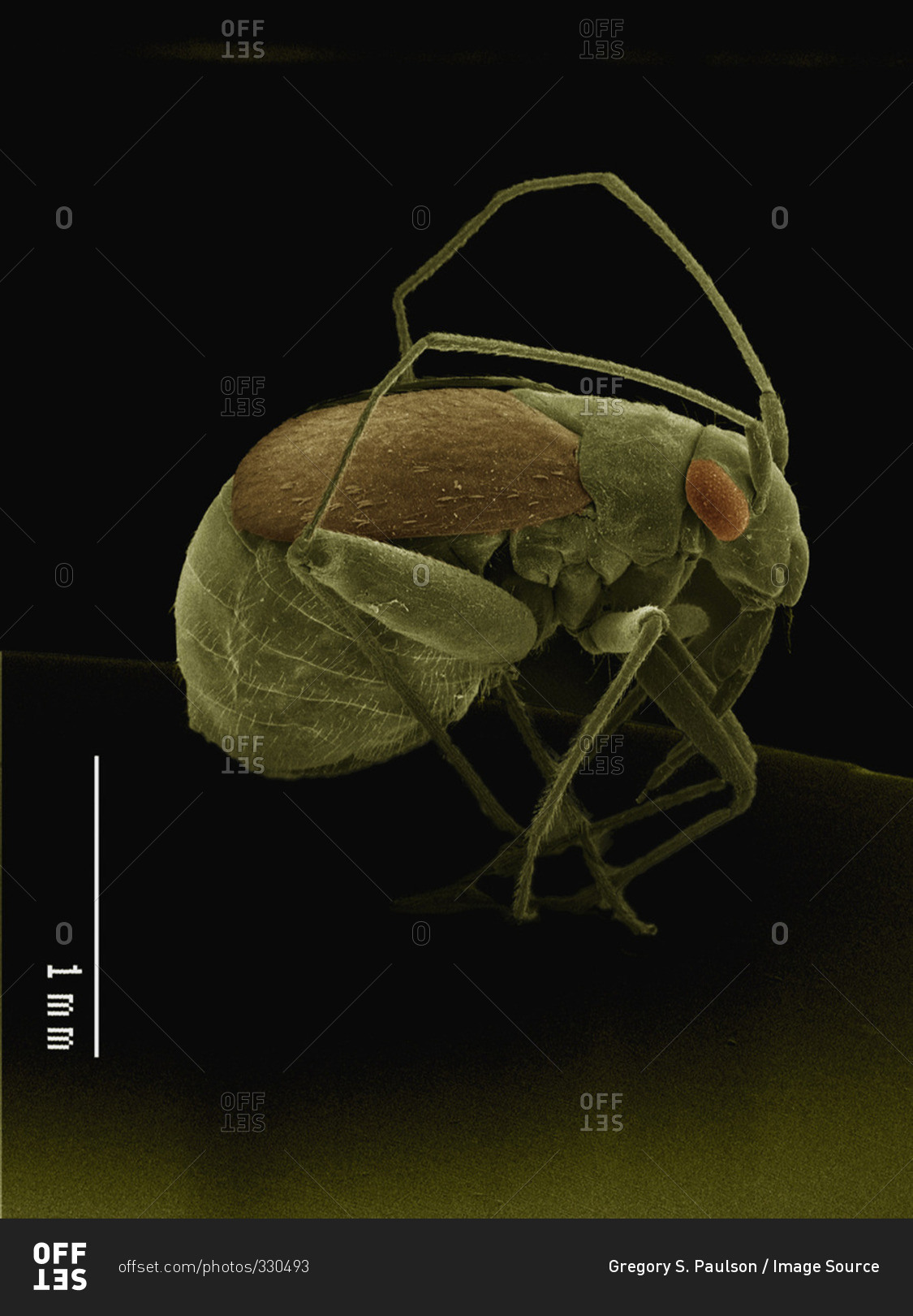 SEM of small insect (Hemiptera)