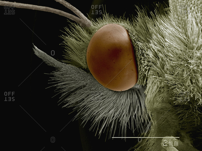 SEM of head of cabbage butterfly (Pieridae)