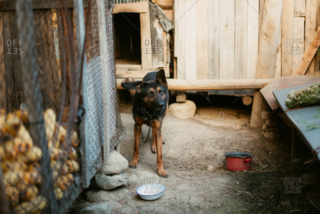 Curious dog on a chain