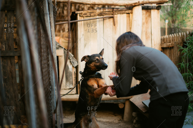 Woman shaking hands with dog