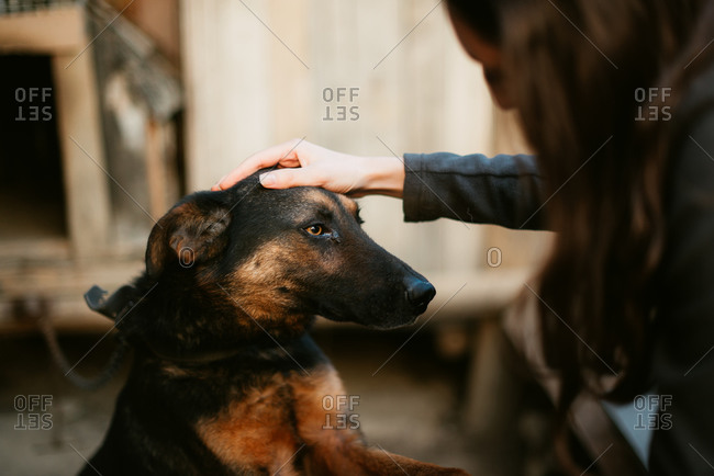 Woman petting head of a dog