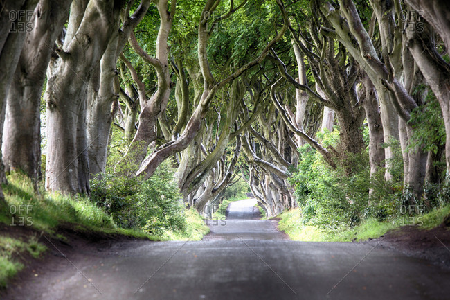 Diminishing perspective of The Dark Hedges - beech tree lined road, Ballymoney, County Antrim, Ireland, UK