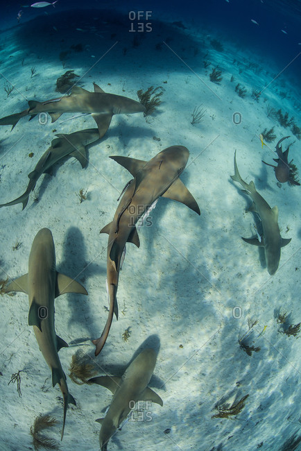 Overhead underwater view of  school of lemon sharks swimming near seabed, Tiger Beach, Bahamas