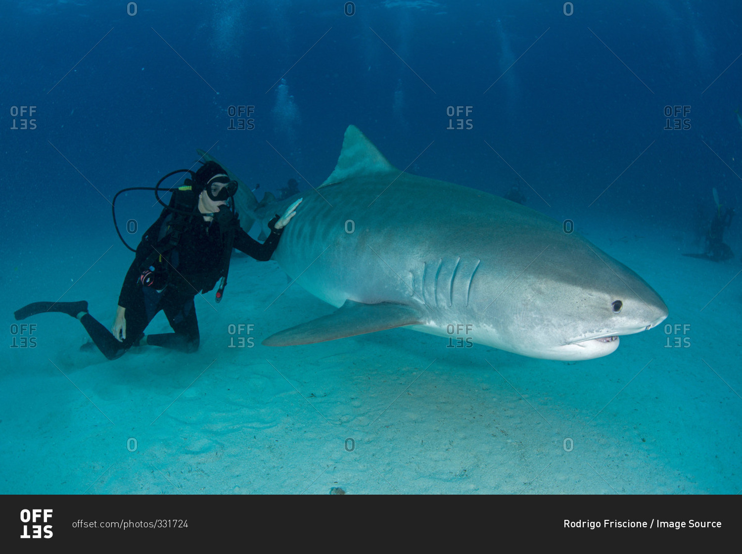 Underwater view of scuba diver touching tiger shark near seabed, Tiger Beach, Bahamas
