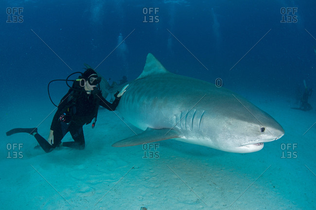 Underwater view of scuba diver touching tiger shark near seabed, Tiger Beach, Bahamas
