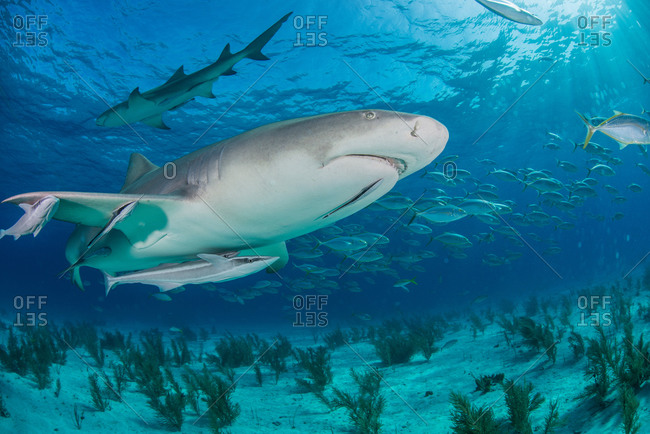 Low angle underwater view of lemon shark swimming near seabed, Tiger Beach, Bahamas
