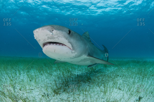 Low angle underwater view of tiger shark swimming near sea grass covered seabed, Tiger Beach, Bahamas