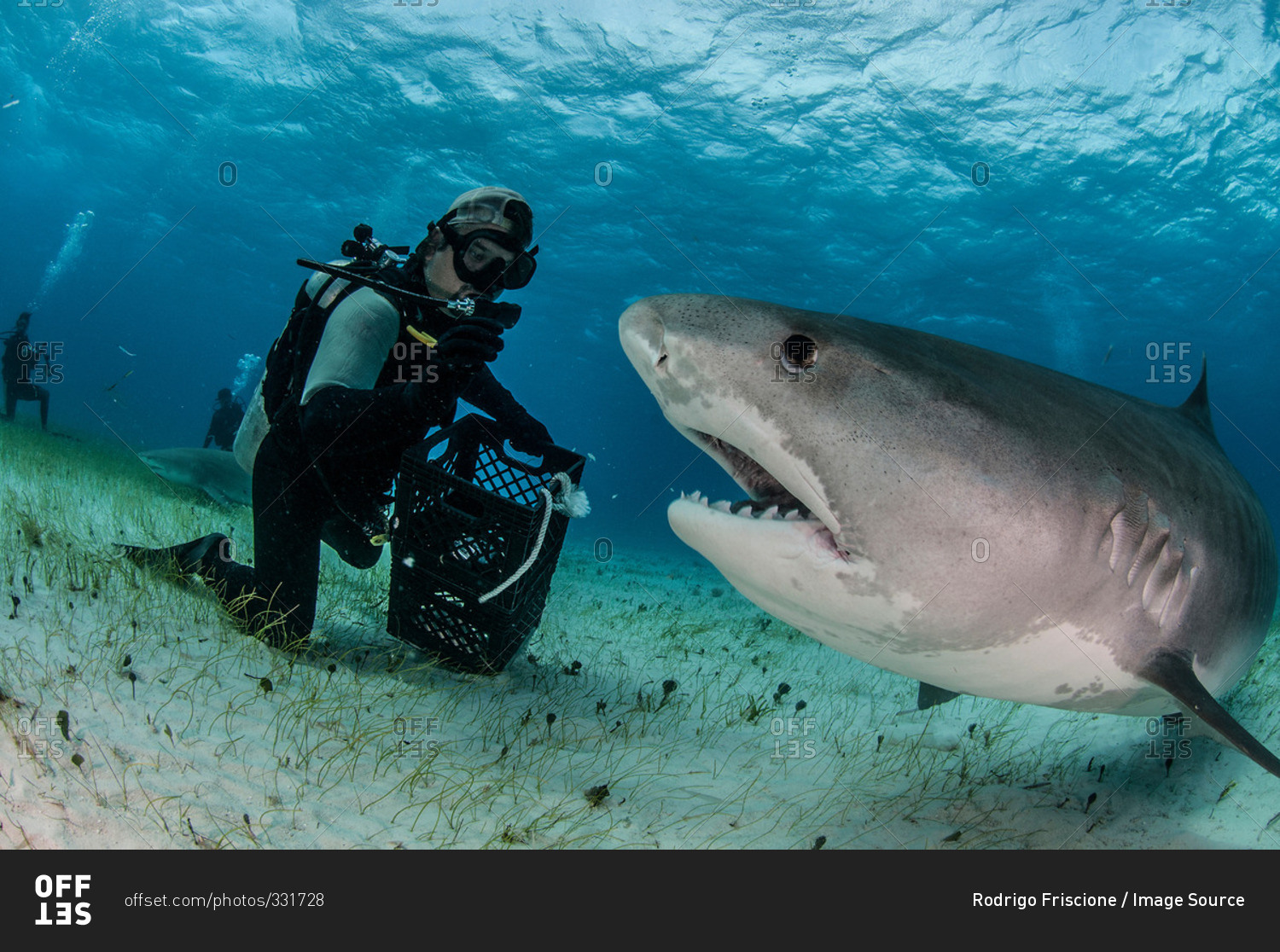 Underwater view of scuba diver on seabed feeding tiger shark, Tiger Beach, Bahamas