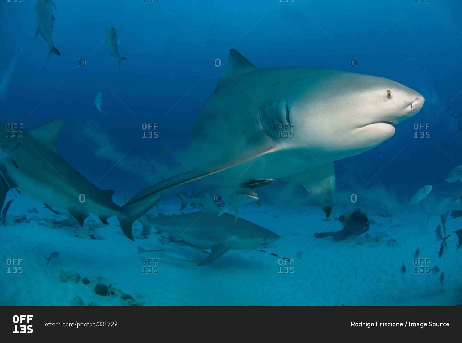 Underwater view of pregnant bull shark, Playa Del Carmen, Quintana Roo, Mexico