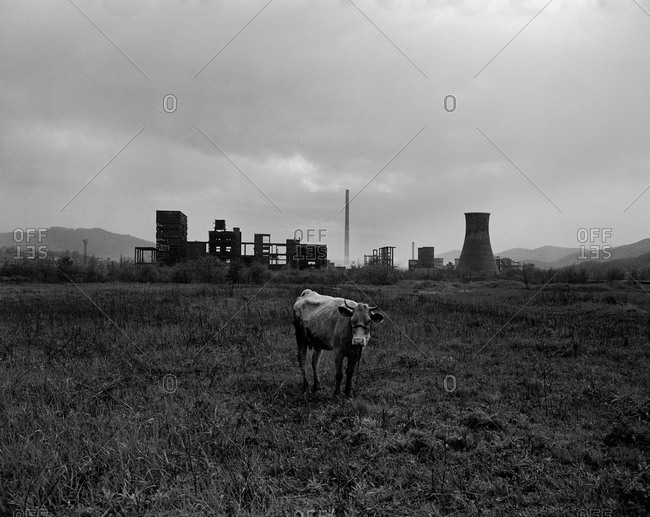 A cow standing alone, tethered in a field on the outskirts of Copsa Mica, Transylvania, Romania