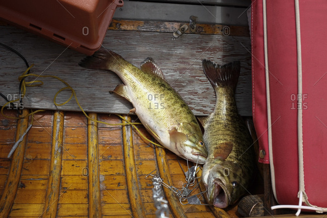Bass fish chained to the bottom of a wood boat