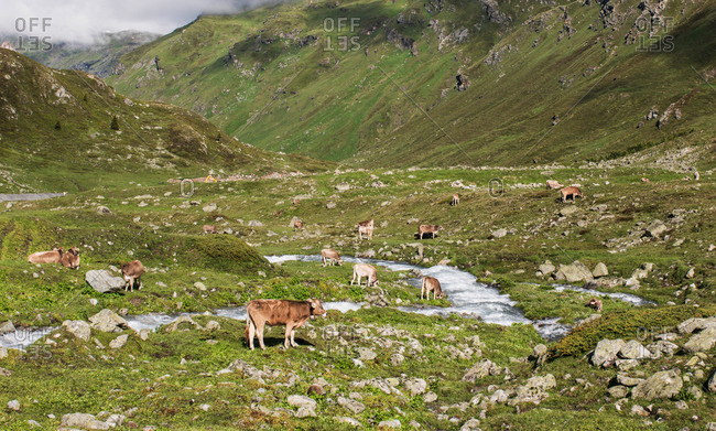 Herd of cows grazing in alpine valley, Canton Graubunden, Switzerland,