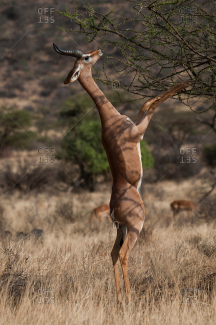 Waller's gazelle standing on hind legs grazing on bush, Amboseli national park, Kenya