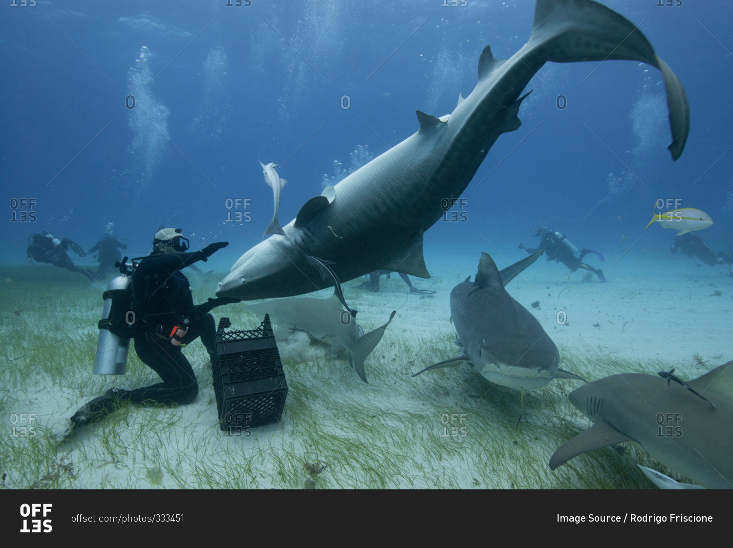 Underwater view of diver holding upside down tiger shark, Northern Bahamas Banks, Bahamas