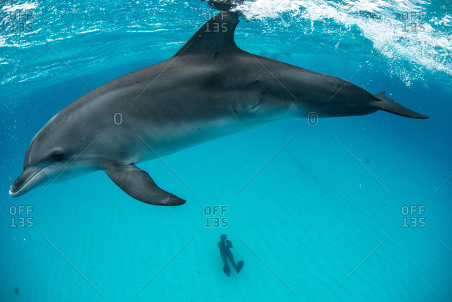 High angle view of Atlantic spotted dolphin on surface and diver sitting on seabed, Northern Bahamas Banks, Bahamas