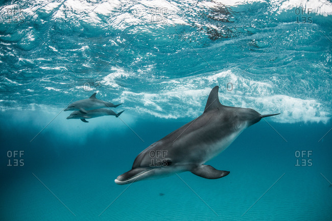 Atlantic spotted dolphins surfing on waves, looking, ahead, Northern Bahamas Banks, Bahamas