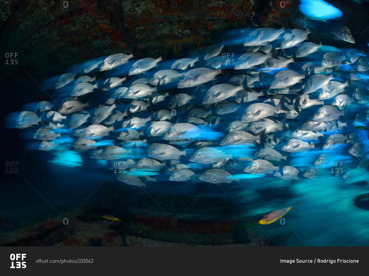 School of grunt snappers seeking shelter inside ship wreck, Quintana Roo, Mexico