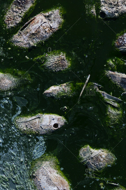 Dead fish floating in slimy green water