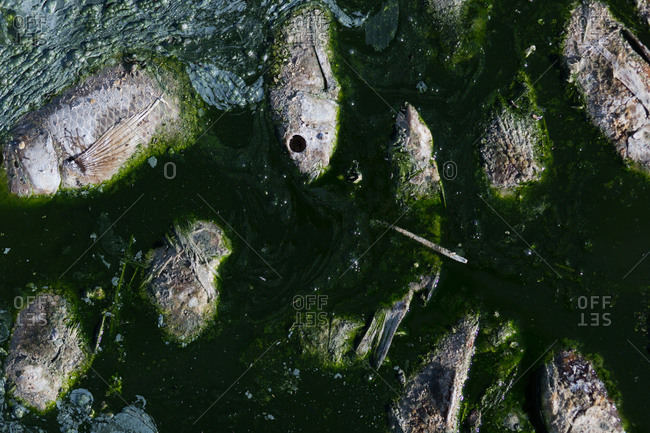 Group of dead fish floating in slimy green water