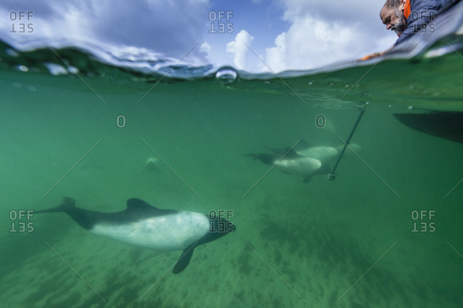 A man uses an underwater camera to capture images of Commerson\'s Dolphins near Carcass Island in the Falkland Islands